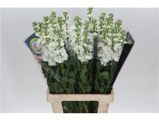 Matth. White 65cm c2359