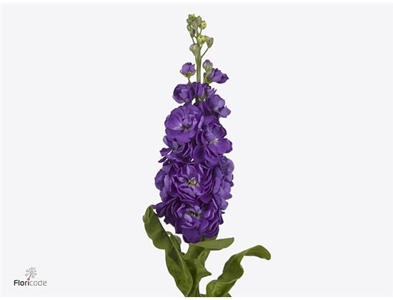 Matthiola Stocks Mathild Yellow c2366