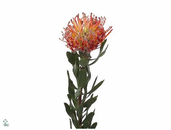 Proteja Scarlet Ribbon Red c2406