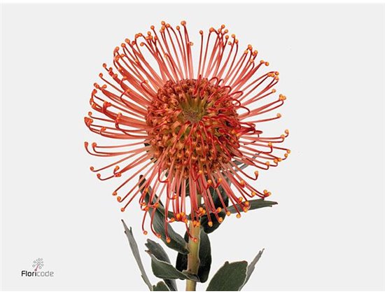Proteja Succession c2408