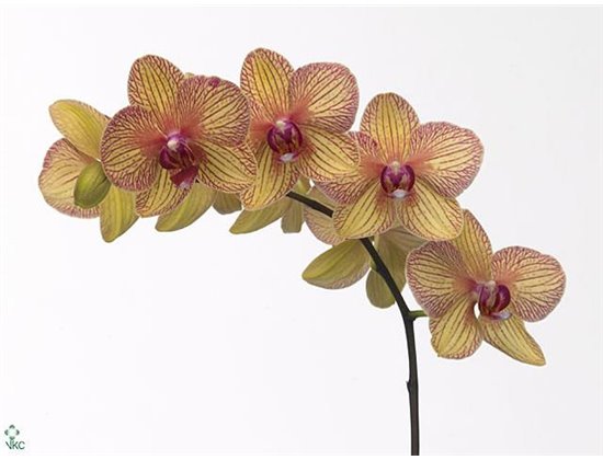 Phalaenopsis Golden Treasure c2526