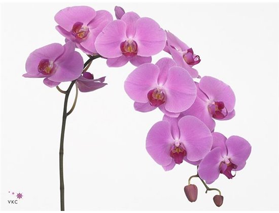 Phalaenopsis Happy Valentina c2529