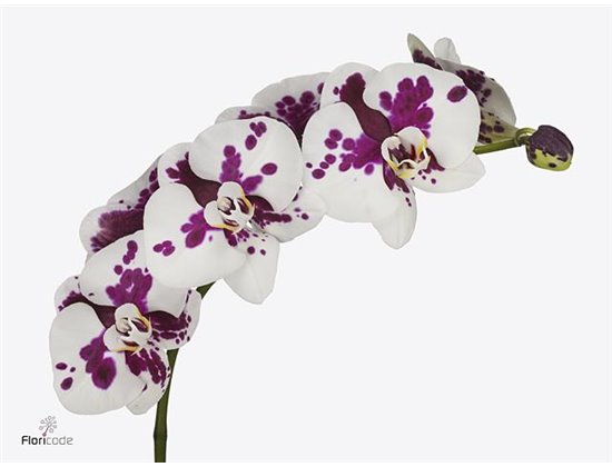 Phalaenopsis Kimberley c2530