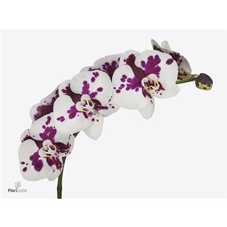 Phalaenopsis Kimberley c2530