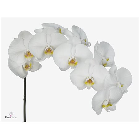 Phalaenopsis Kimberley c2531