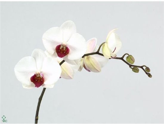 Phalaenopsis Red Lips c2536