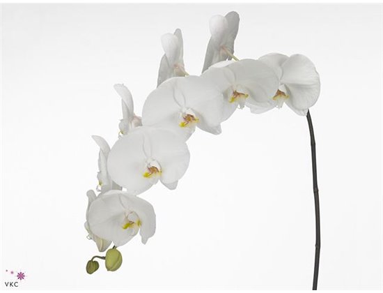 Phalaenopsis Sensation White c2539