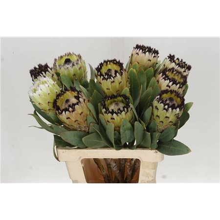 Proteja Penny Pink c2590