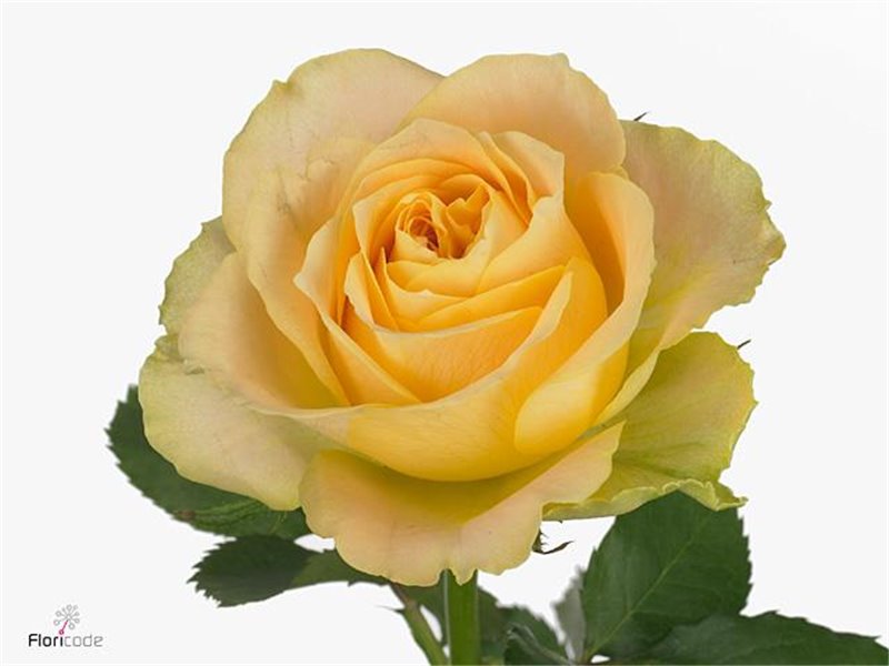 Vrtnica Garden Tender Love c3216