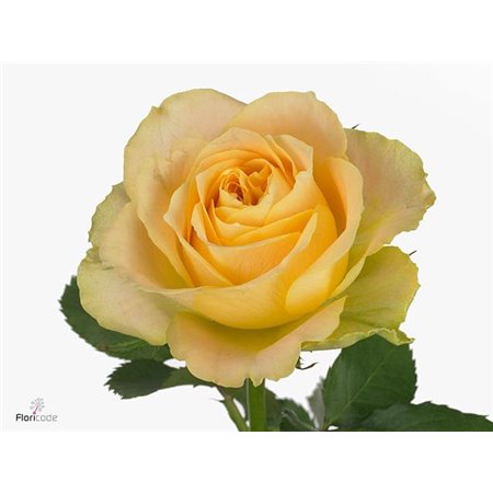 Vrtnica Garden Tender Love c3216