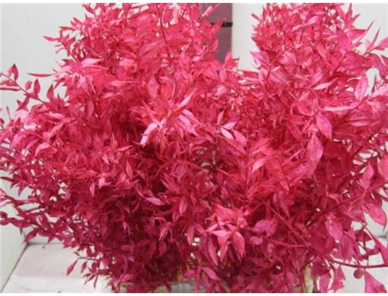 Ruskus A Bleached Bordeaux c3407