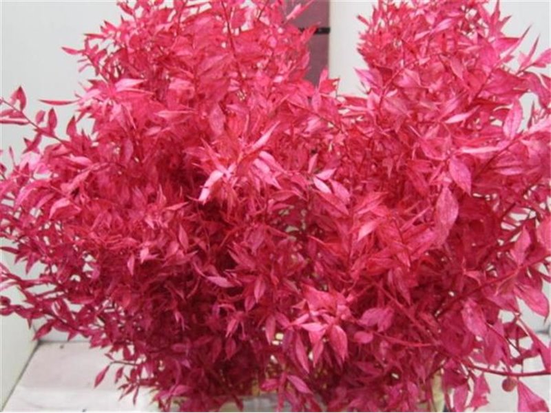 Ruskus A Bleached Bordeaux c3407 Ruskus A Bleached Bordeaux c3407