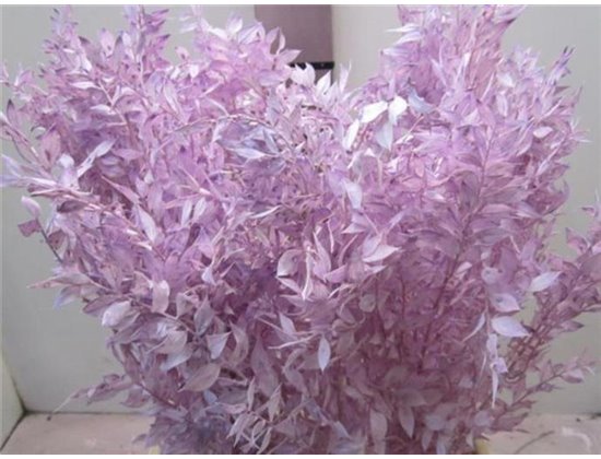 Ruskus A Bleached Milka c3410