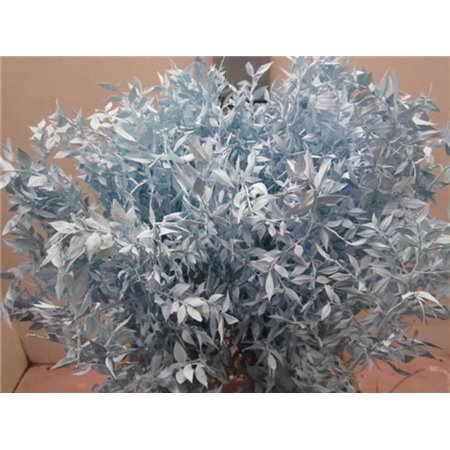 Ruskus A Bleached Pale Blue c3414