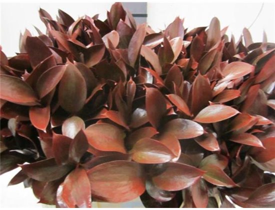 Ruskus G Bordeaux c3421