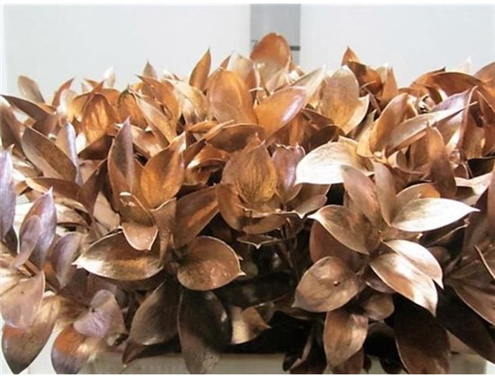 Ruskus G Copper c3423