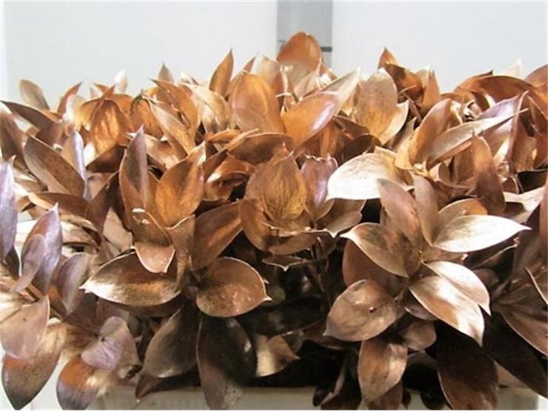 Ruskus G Copper c3423 Ruskus G Copper c3423