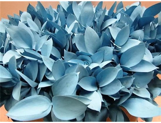 Ruskus G Pale Blue c3427