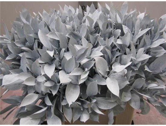 Ruskus G White c3434