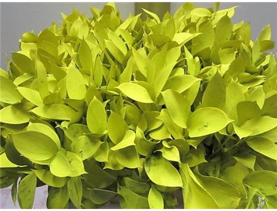 Ruskus G Yellow c3435