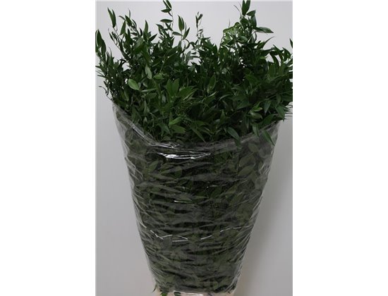 Ruskus Long 5 stem (p. bunch) c3437
