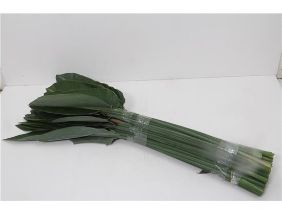 Strelicija Leaf c3587
