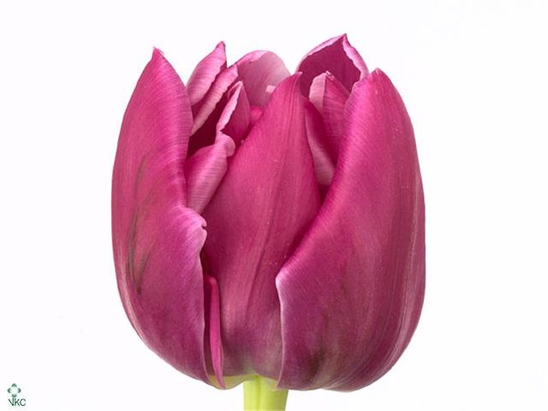 Tulipan Double Double Princess c3611 Tulipan Double Double Princess c3611