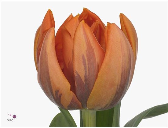 Tulipan Double Katinka c3614