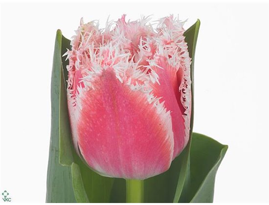 Tulipan frilly edge Queensland c3616
