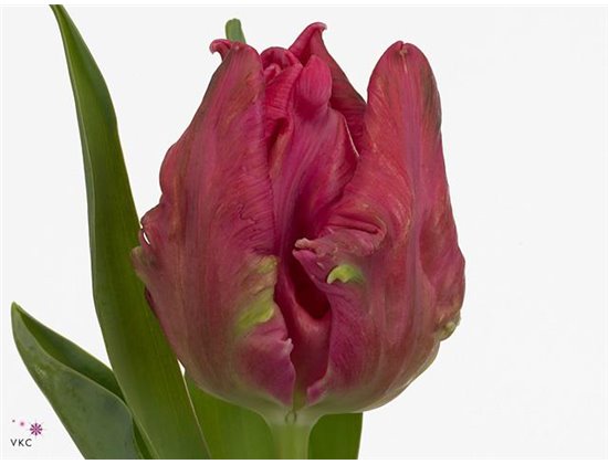 Tulipan frilly edge Queensland c3617