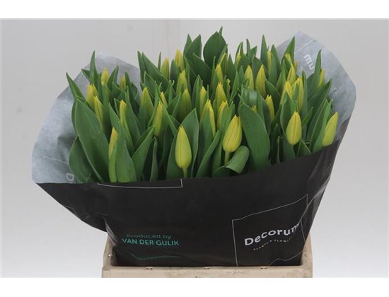 Tulipan Single Lions Glory c3622