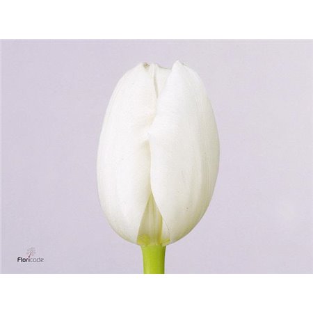 Tulipan Single Royal Virgin c3626