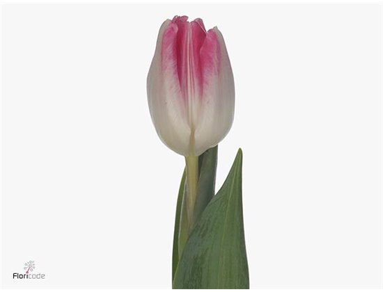 Tulipan Single Royal Virgin c3628