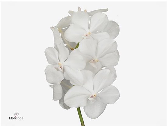 Vanda 10 stem Diamond White c3637