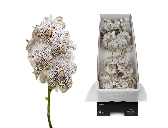 Vanda 10 stem Purple Confetti c3638