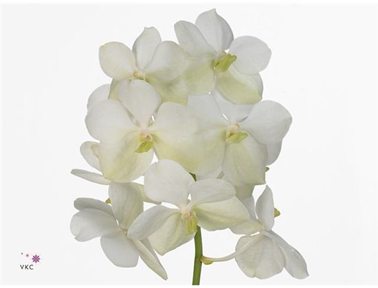 Vanda 10 stem Tayanee White c3639