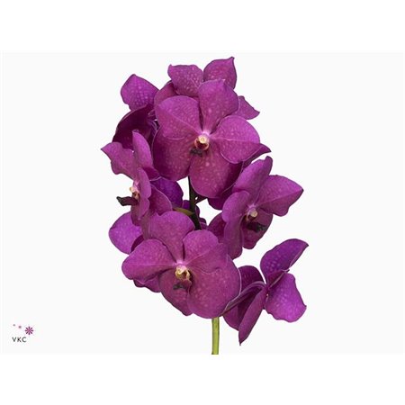 Vanda 16 stem Rasberry Cerise c3645