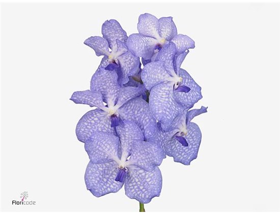 Vanda 8 stem Rosy c3657
