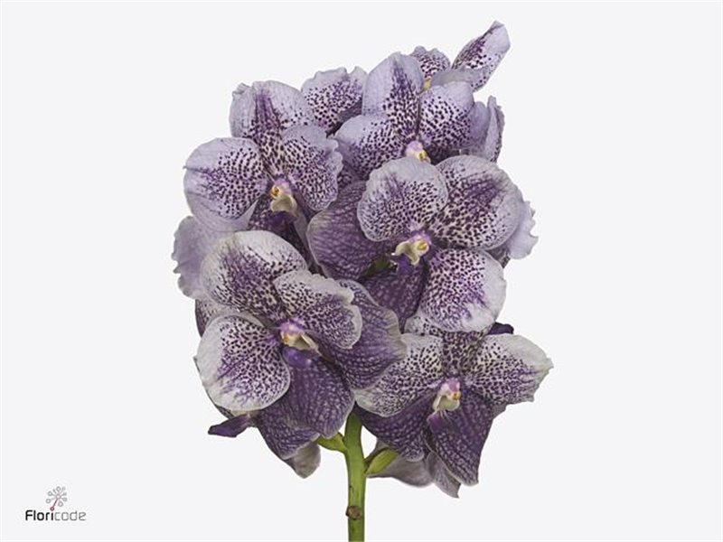 Vanda Antique Mauve Plum c3658 Vanda Antique Mauve Plum c3658