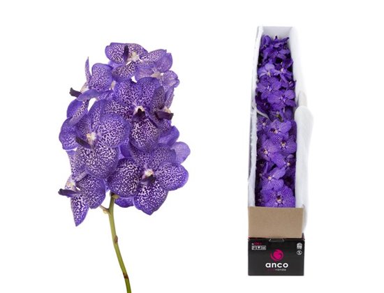 Vanda Blueberry Smoothie X4 c3660