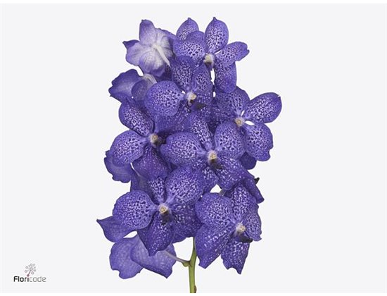 Vanda Blueberry Smoothie X4 c3661