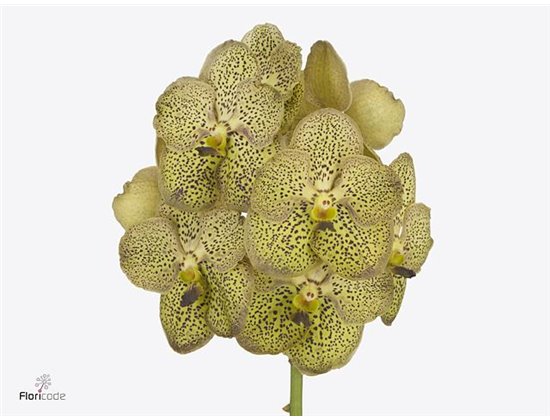 Vanda Chitaah Citron c3665