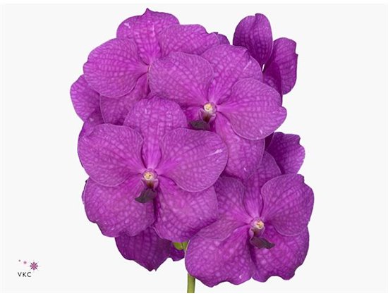 Vanda Hot Magenta X8 c3675