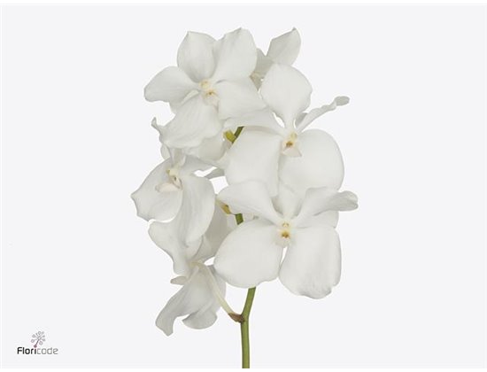 Vanda Kanchana Ansu No.1 c3676