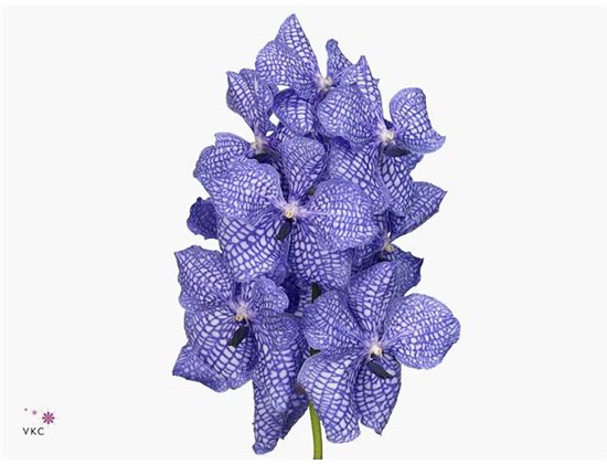 Vanda Kanchana Delft Blue c3681