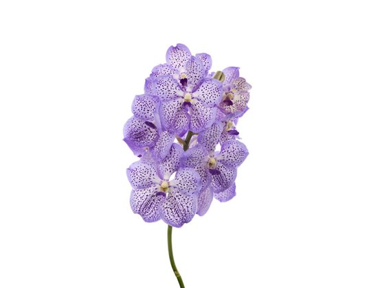 Vanda Mauve Spot 755 c3692