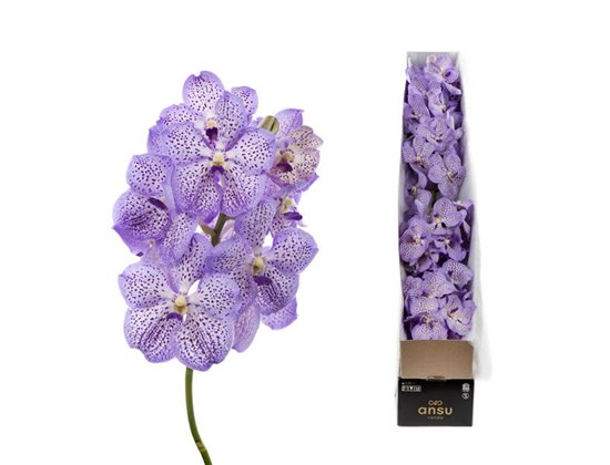 Vanda Mauve Spot 755 c3693