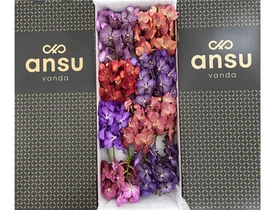 Vanda Mixed X16 c3695