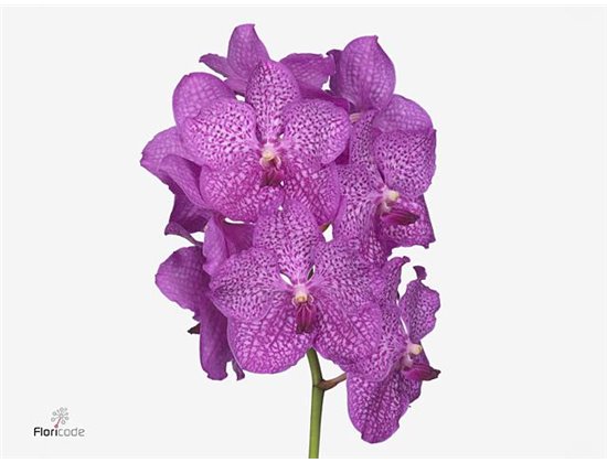 Vanda Mixed X8 c3698