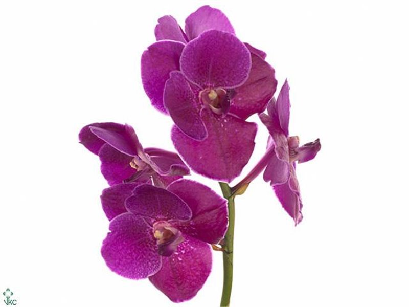 Vanda Sumathi Magic Fuchsia c3733 Vanda Sumathi Magic Fuchsia c3733